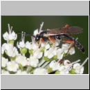 Lissonota fundator - Schlupfwespe m01d 12mm OS-Hellern Wiese det06.jpg